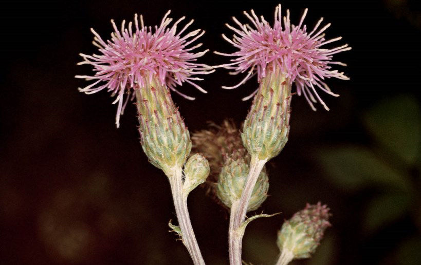 Californian Thistle